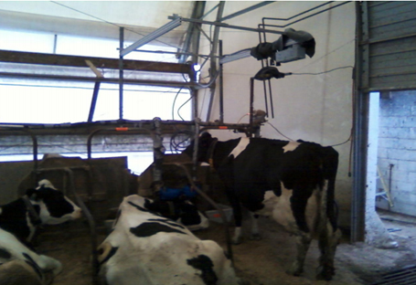 Monitoring system viewed at an angle from the cow with the Kinect™ Camera recording above the cow.