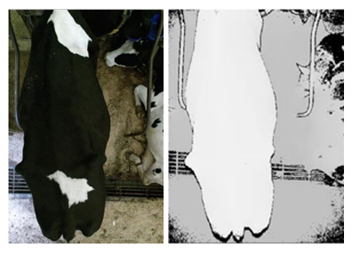 Kinect studio in Color and Grey Point Cloud image mode showing RGB data steam and depth frame respectively.